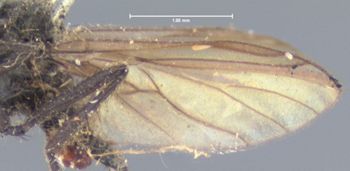 Media type: image;   Entomology 13077 Aspect: wing